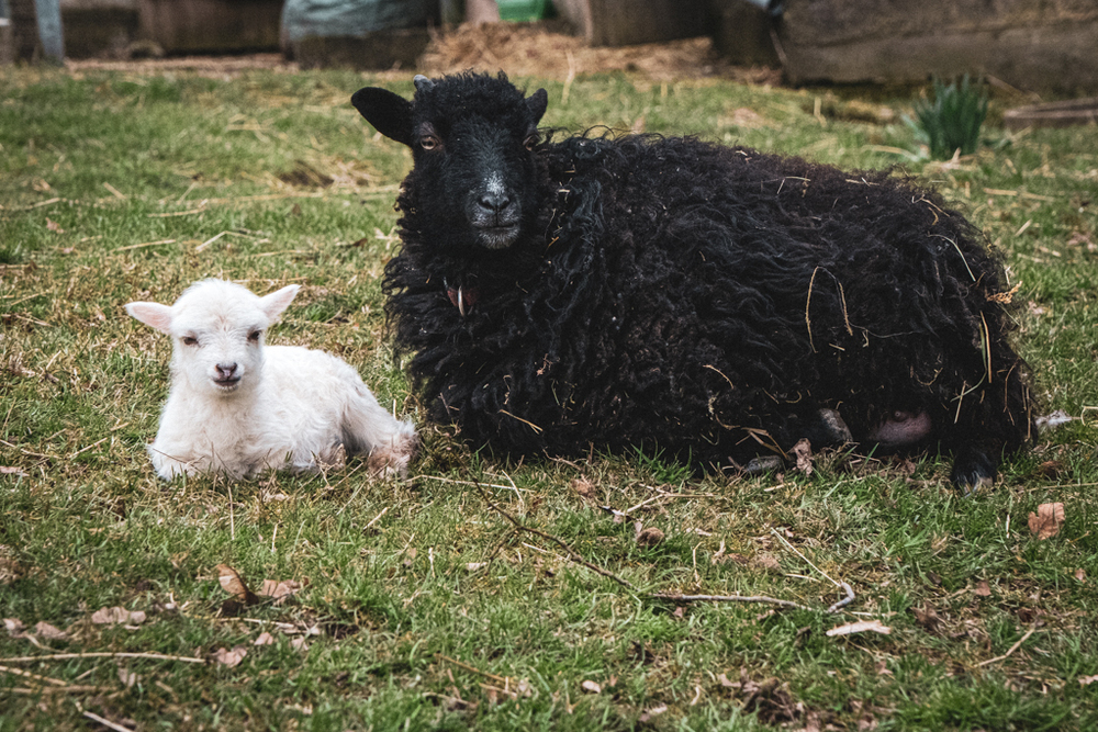 schwarzes Schaf mit einem kleinen weißen Schaf